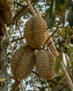 Durians.